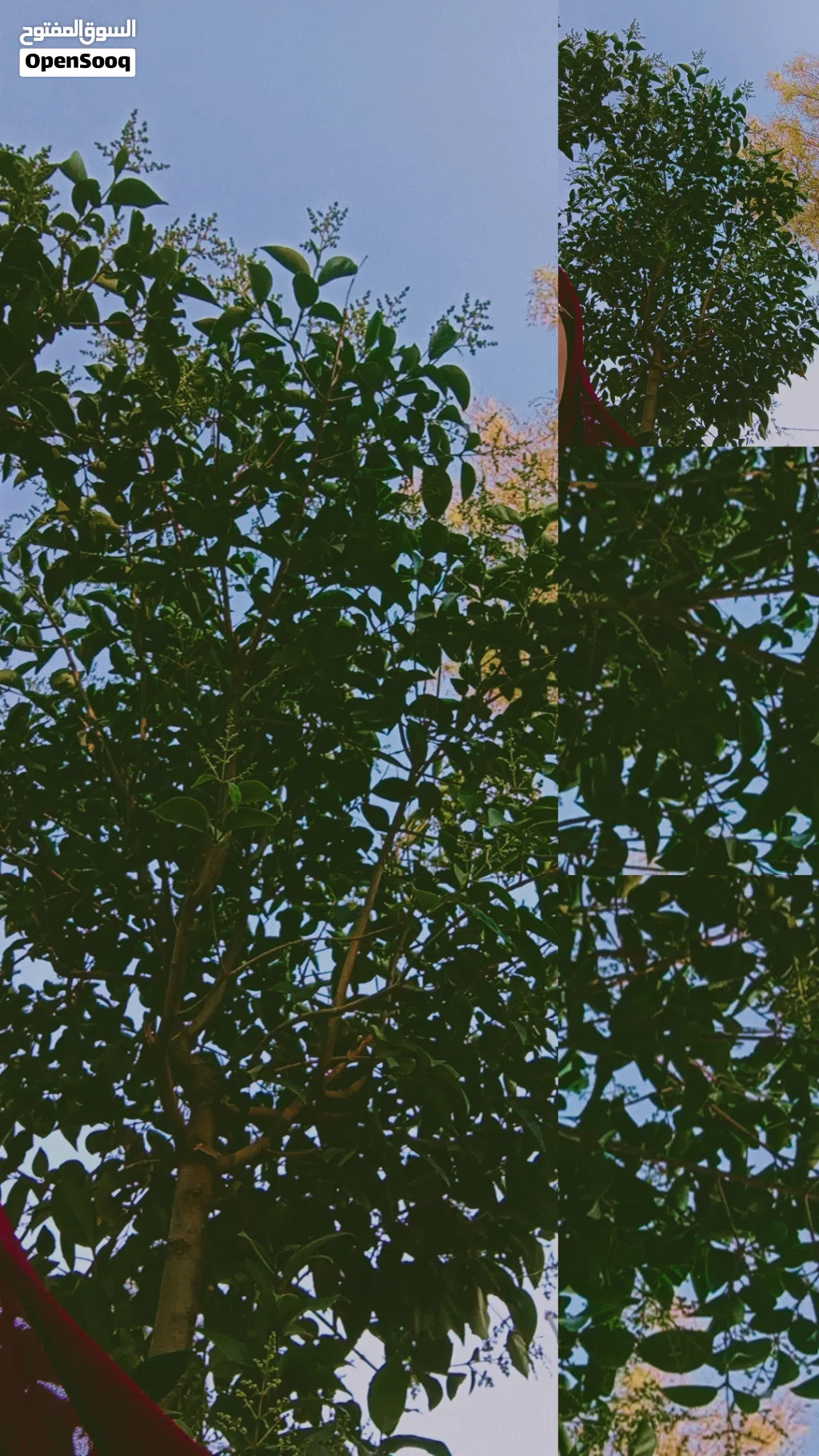 مطلوب مطلوب بشكل عاجل