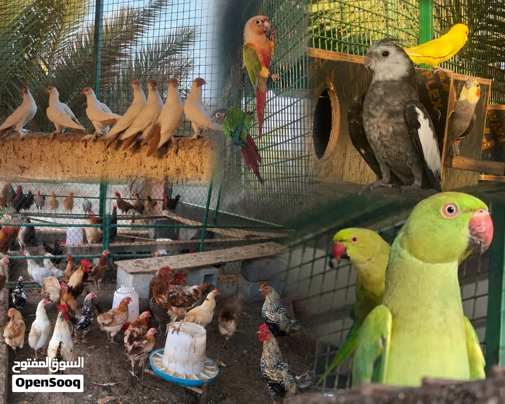 بيع اناث دره ودجاج منتجات ذكر وايت فيس زوج كنيور وحمام زينه كل شي بالوصف مع الأسعار