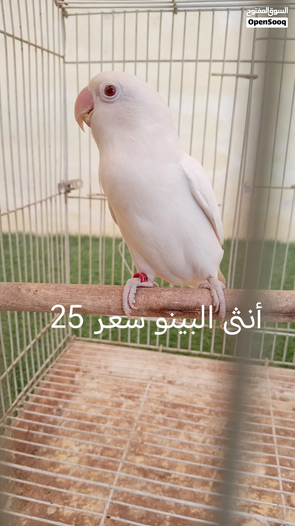 فيشر للبيع