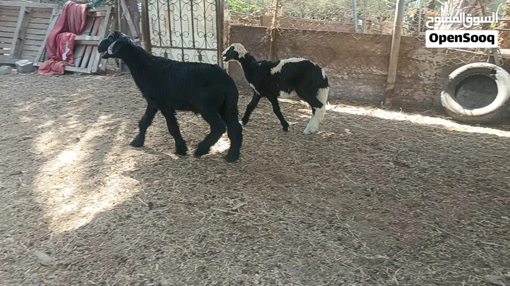 كبش وحمله كبش هجين سوداني