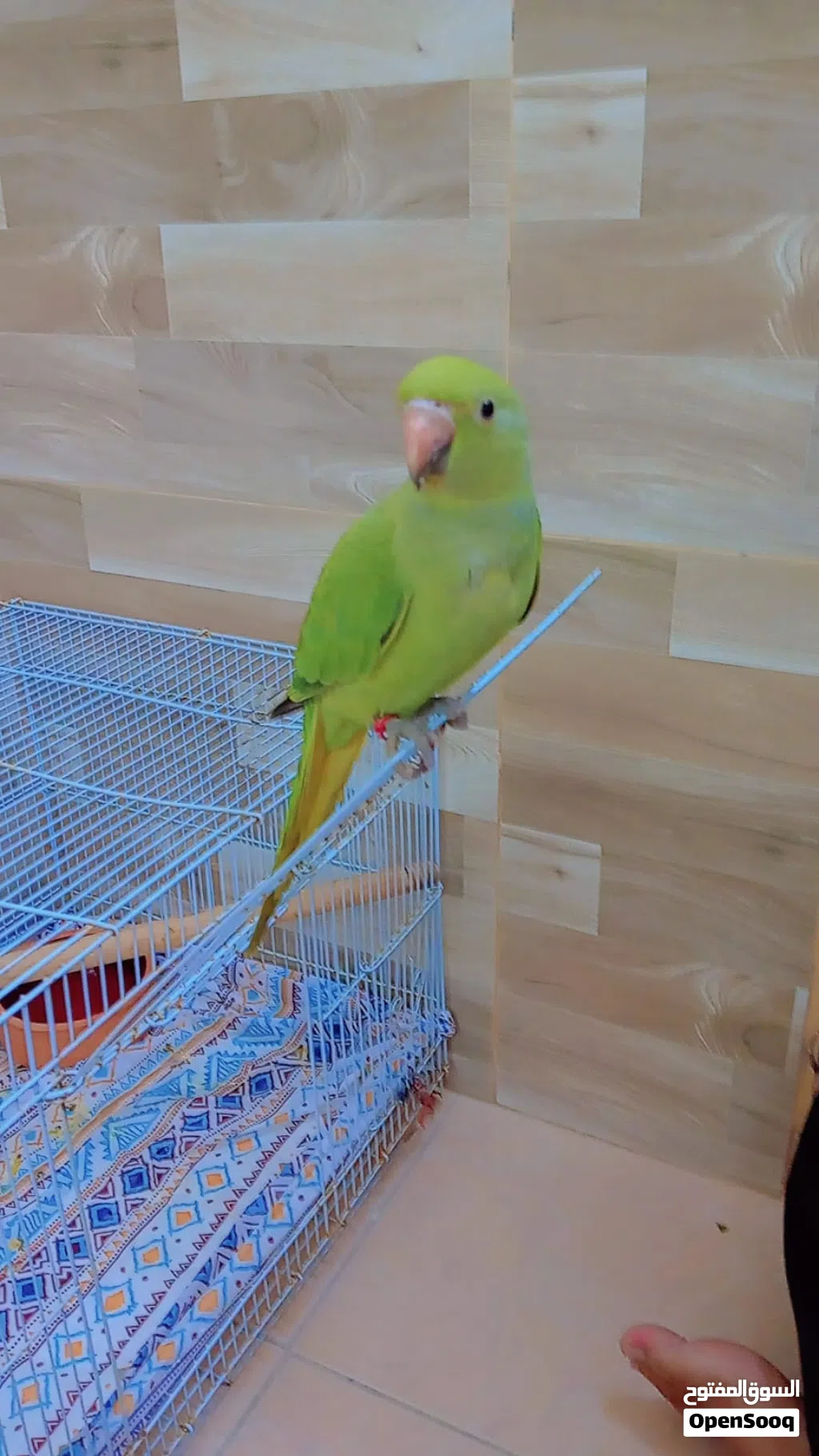 hand tamed parrot