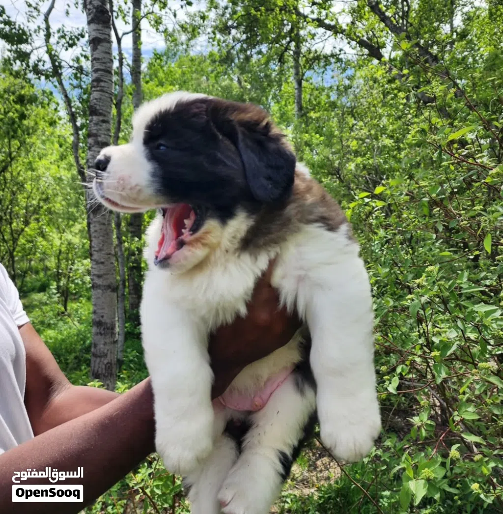 Purebred Saint Bernard Puppy Healthy, Fluffy & Ready for a Loving Home.