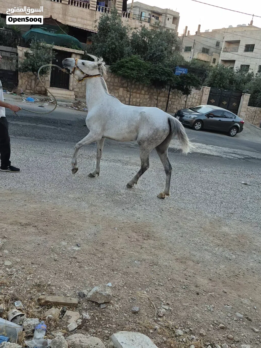 فرس بالصلاة على النبي ساغ سليم بدها خيل دم عربي