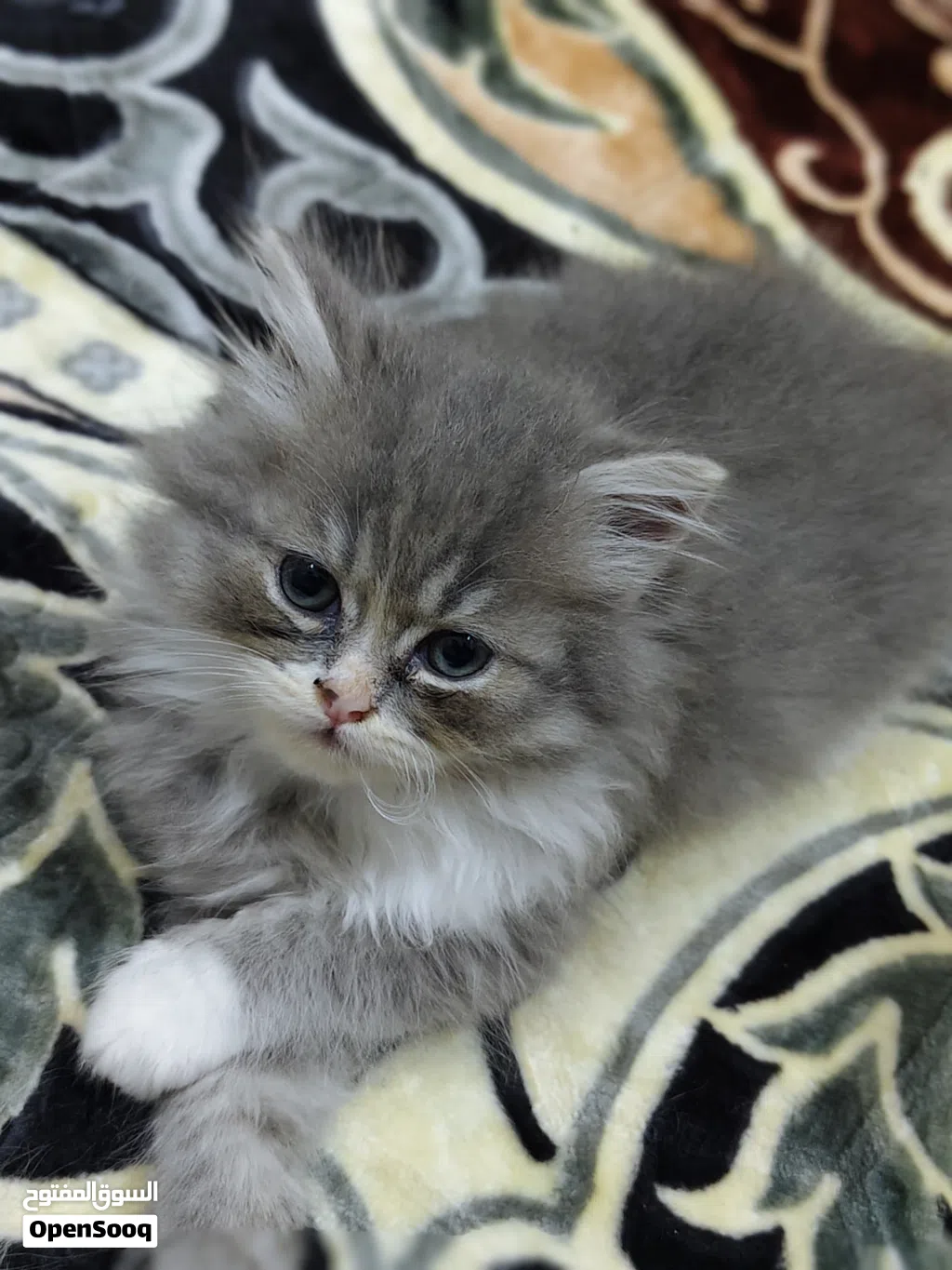 cat for adoption