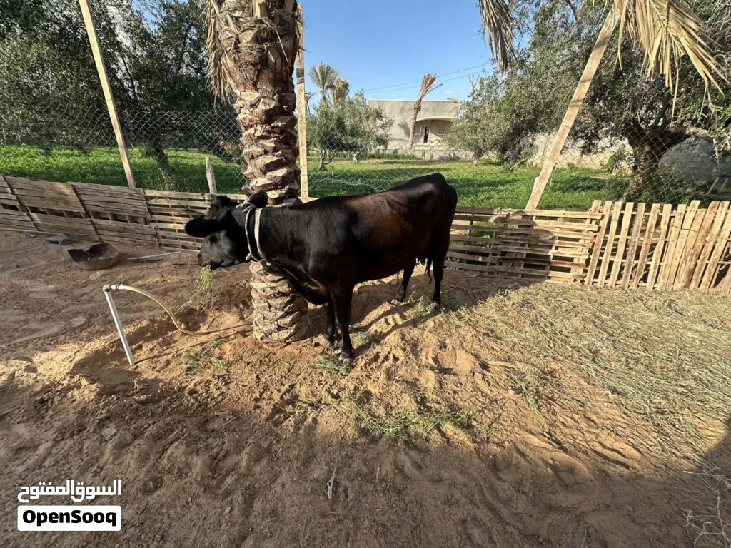 السلام عليكم لاستفسار