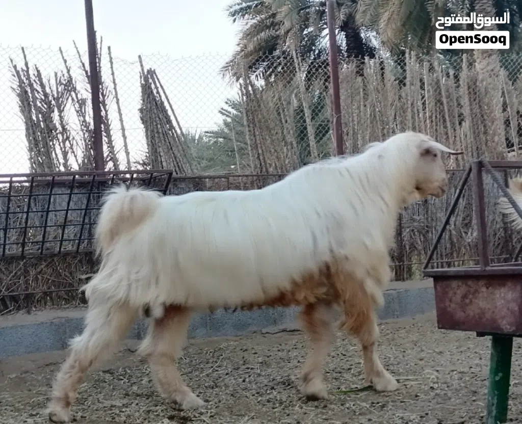 فحل من حلال الجبل الأخضر الأصيل