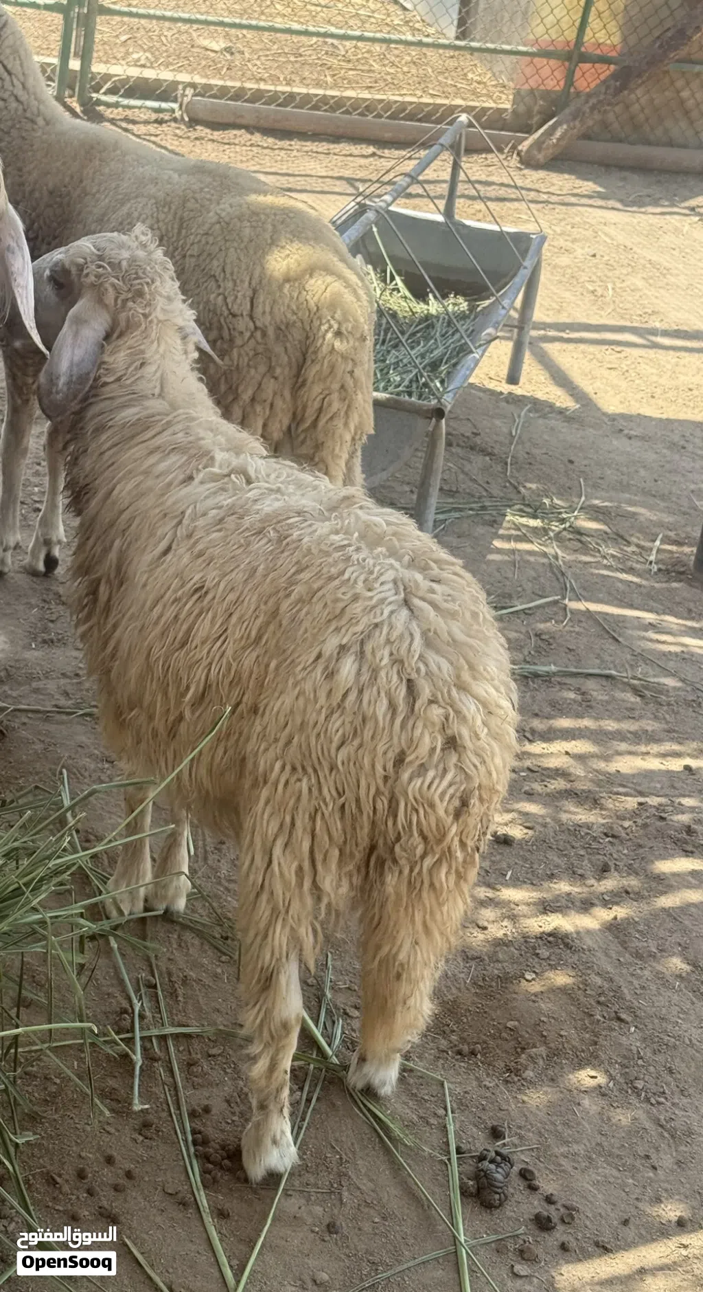 كباشه للبيع