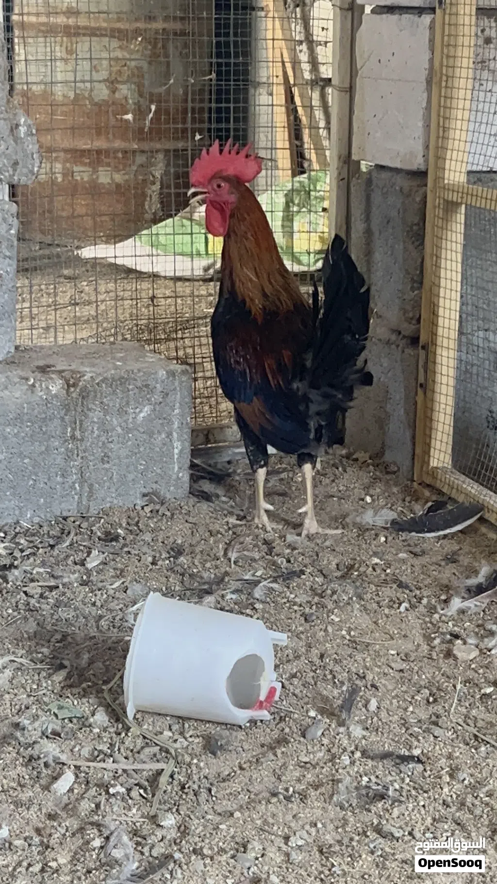 العنوان البصره
