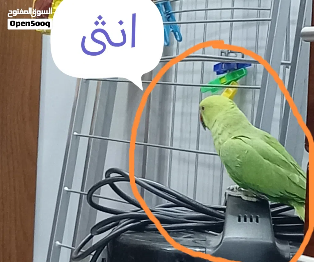 جوز ببغاء دره هندي للبيع اقرء الوصف الاول