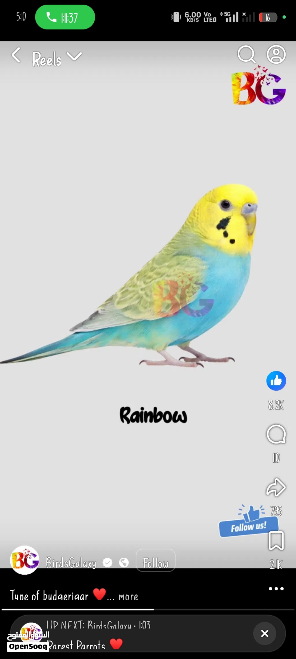 golden face green rainbow budgie pair full breeding mood 45 kd