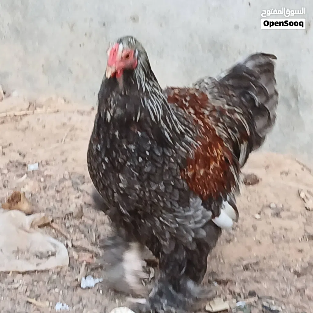 فروج. برهما. سلمون. بلو