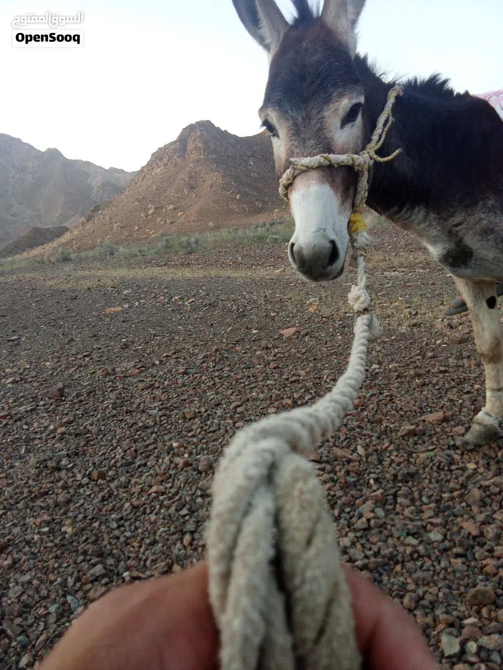 حمار للبيع
