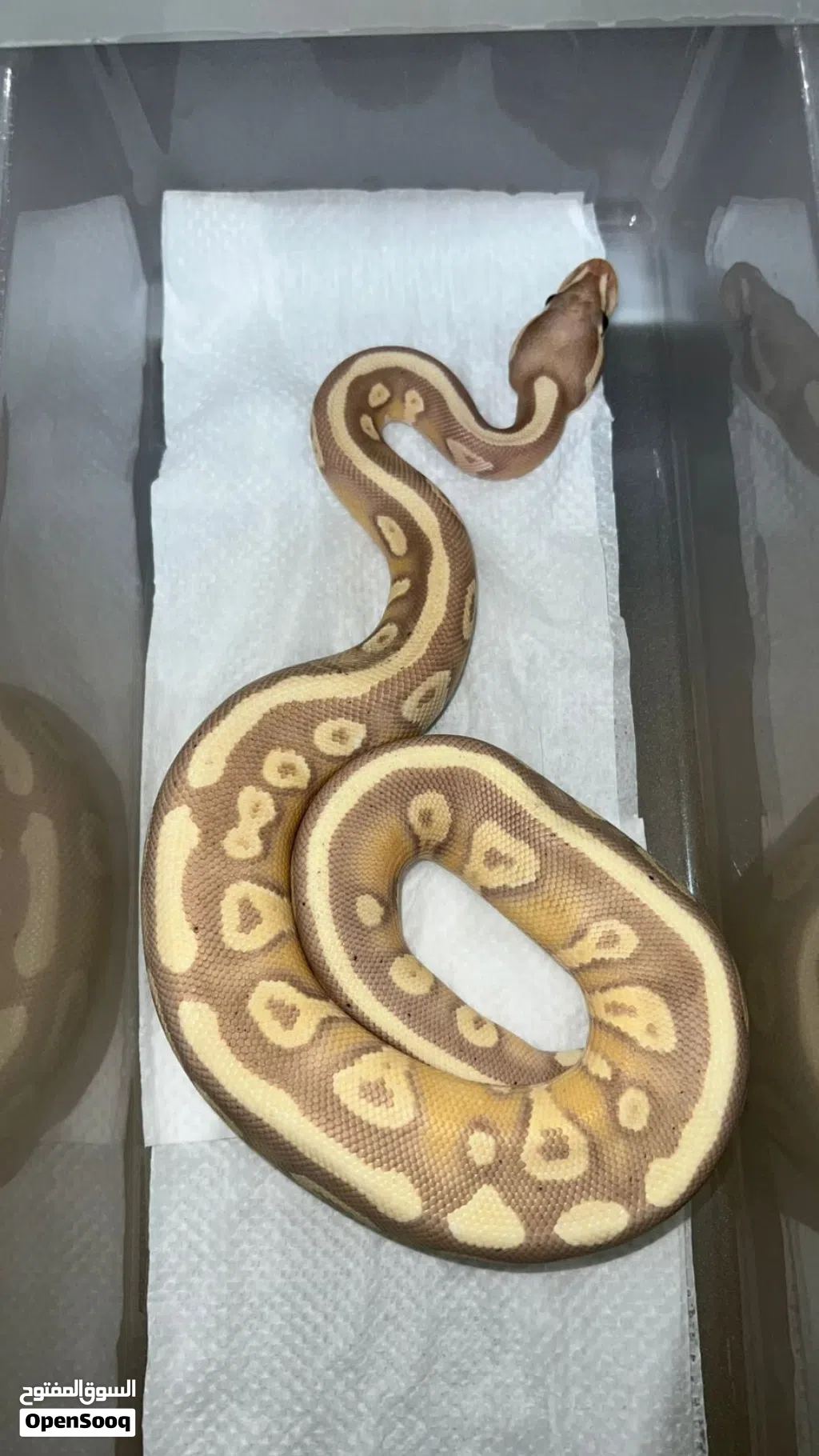 ball pythons