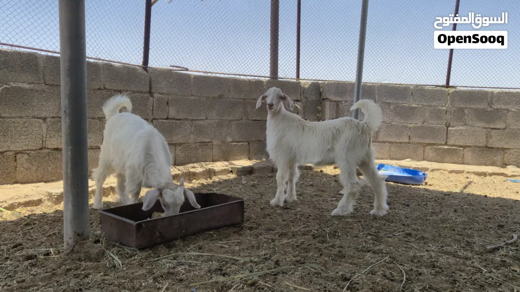 جدايه من حلال الجواميد