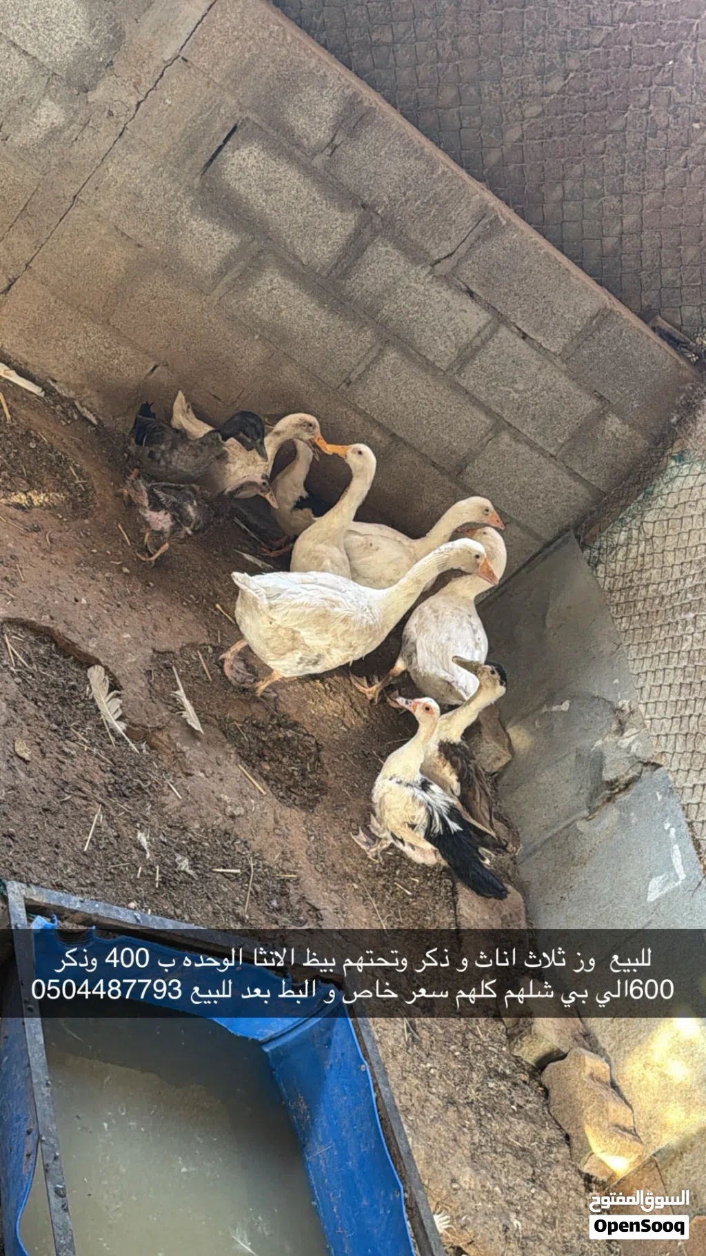 وز مصري و حمام لاحم و الذ و حمام زاجل