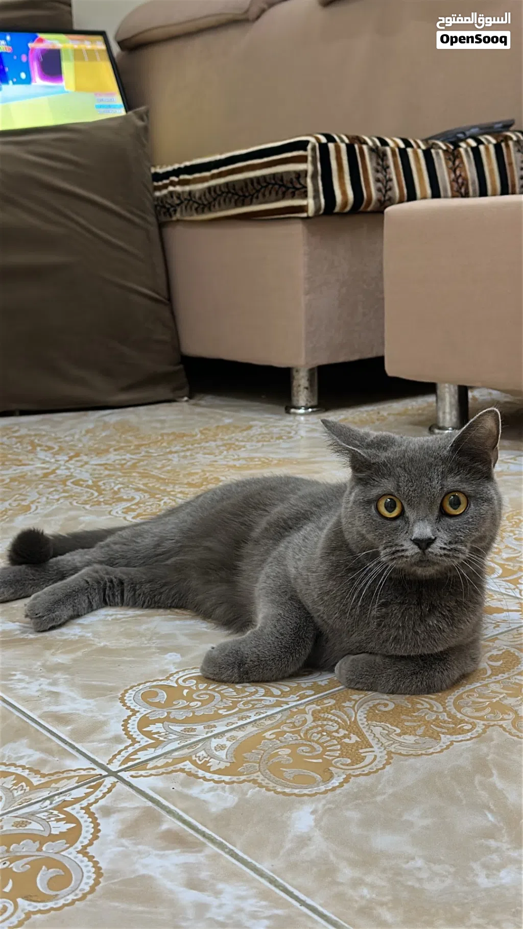 * قطط ذكر وأنثى