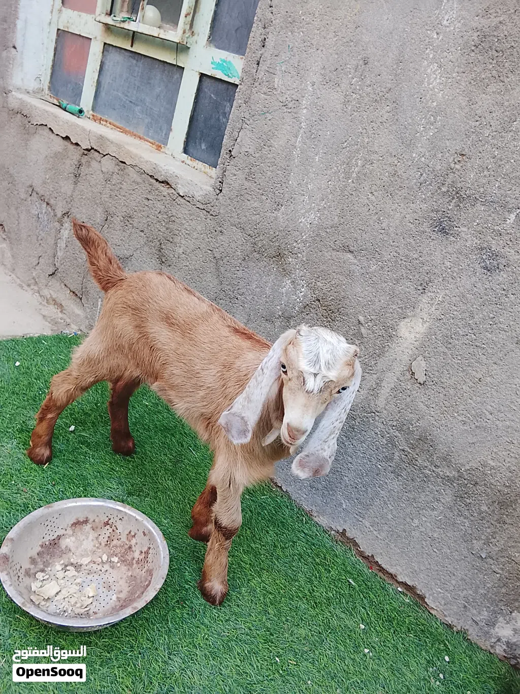 صخله نثيه شاميه حلوه مالت بيت مناسبه اقرء الوصف وخابر