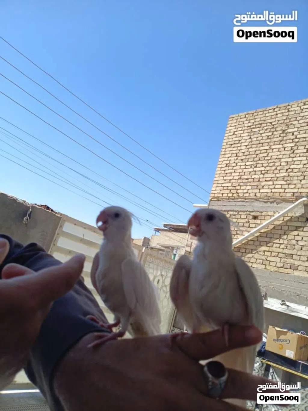 زوج كوكتيلات البينو ربه طينه عمر 4 اشهر يطلع خارج منزل وين ماتروح وراك تصيحله يجيك