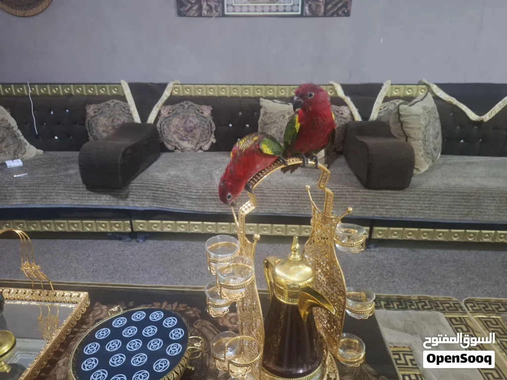متوفر فراخ ببغاء لوري شطرنج من نوادر الاردن فطم جديد عز تدريب اليفات 100\100 حبات دبل جانبو صحه ون