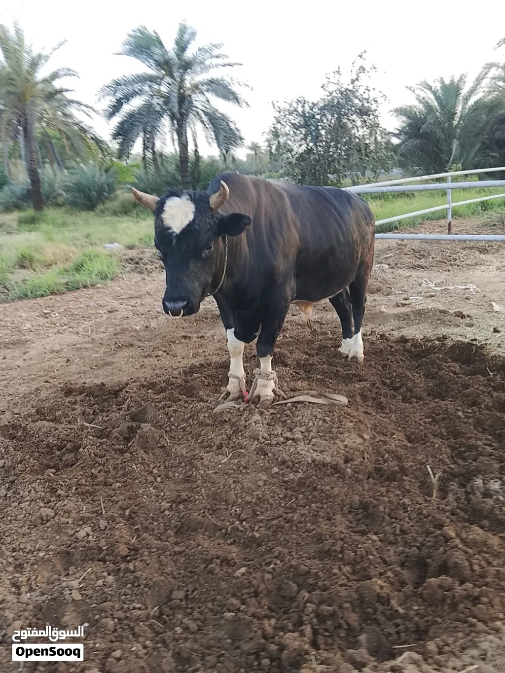 ثور يناطح من رباعي حال سداسي