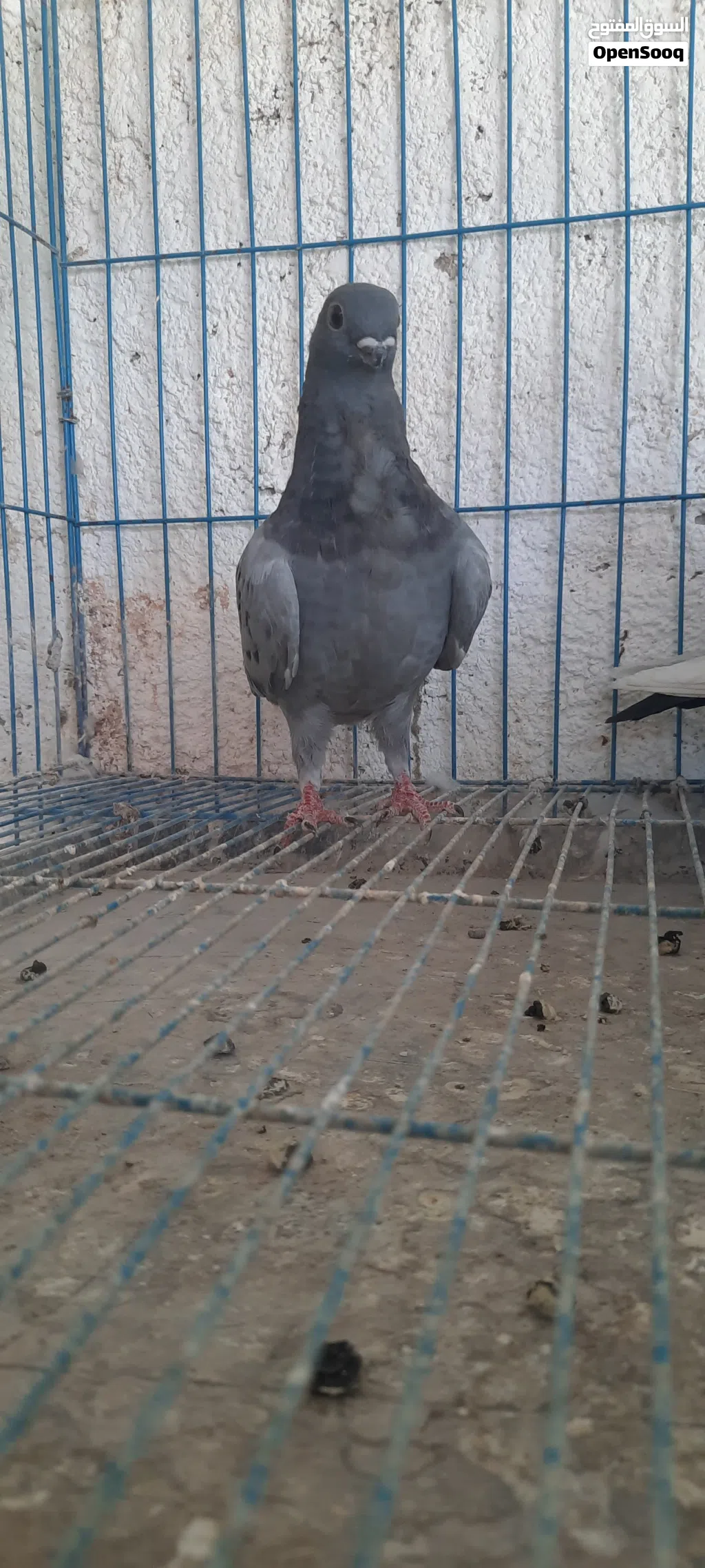 طواير بواقي 7