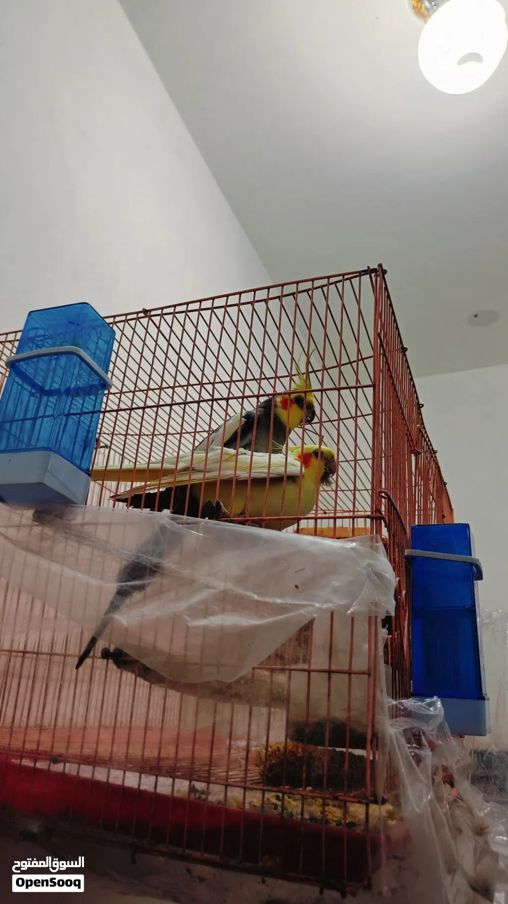طيور كوكتيل للبيع مزاويج زوج مبيضات جواهن بيض وثنين