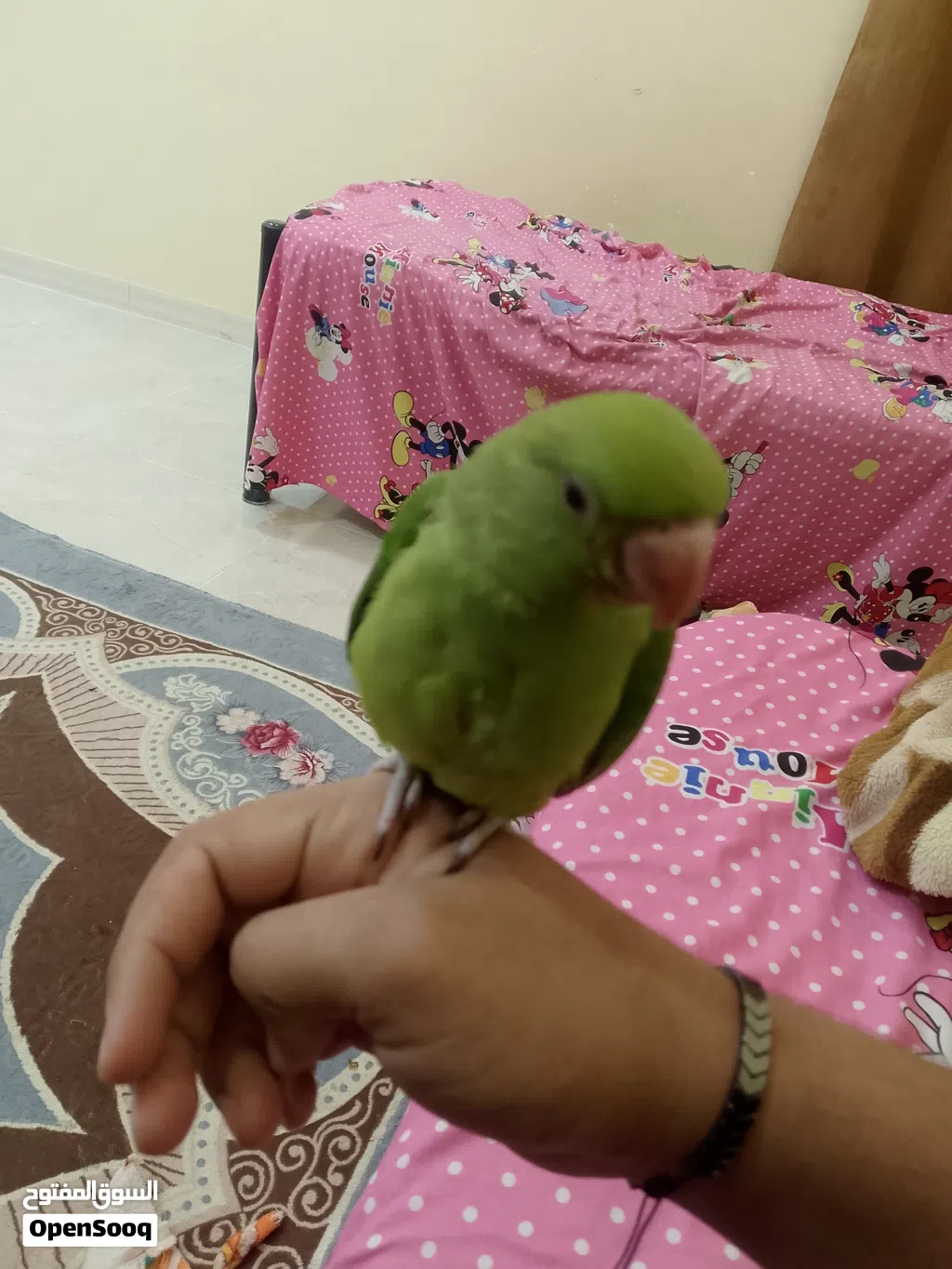 ببغاء دره هندي اقرأ الوصف