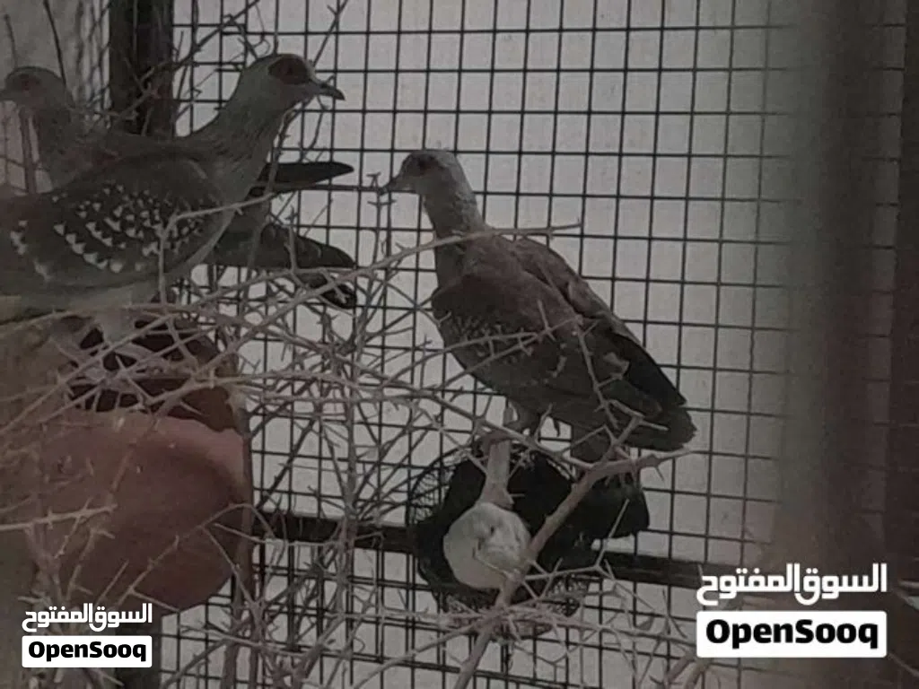 زوج حمام افريقي