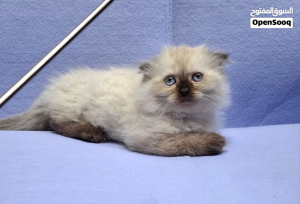 scotsh fold long hair are available blue eyes all from pure scotsh fold long hair eat dry food and