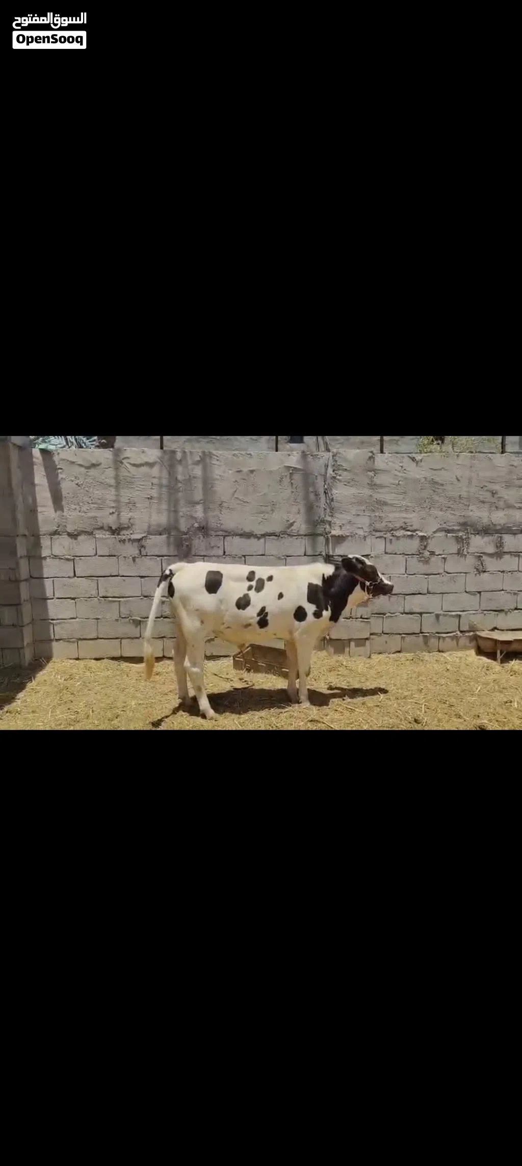 عجل نذاري للبيع