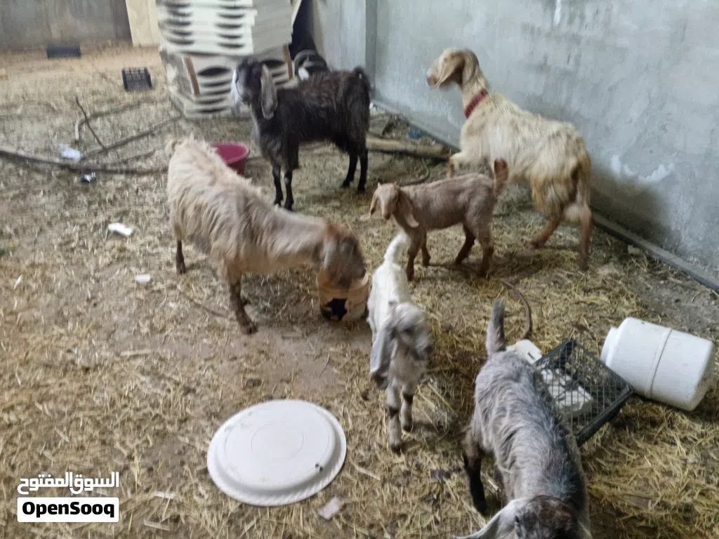 3 عنزات حليب وسن نضيف البيع بدون اولادهم