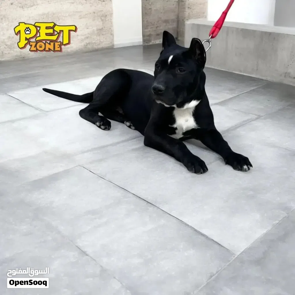 ذكور...بيتبول ..تشاو تشاو..جاك راسيل ..بلجم مالينو