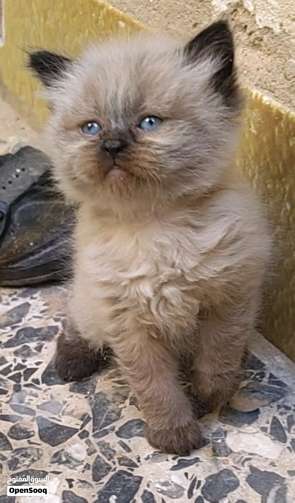 اربع قطط همالايا