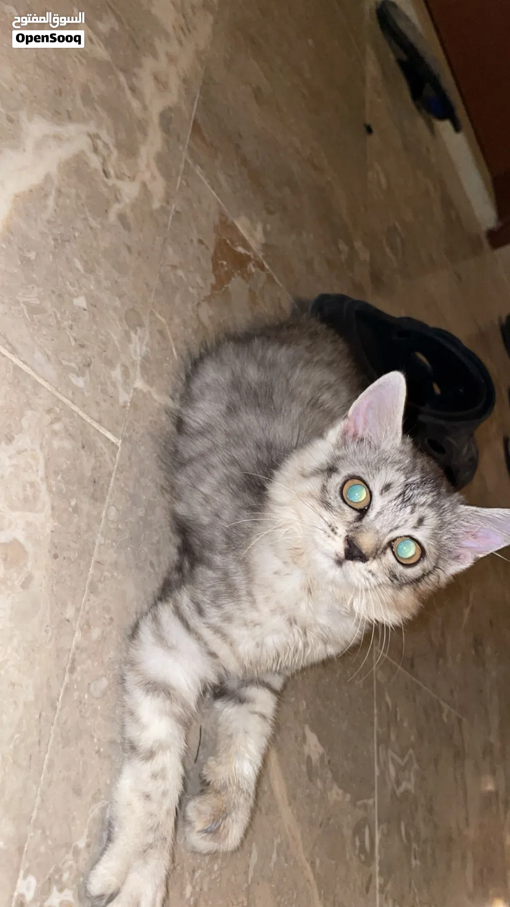 قط شيرازي اسود رصاصي