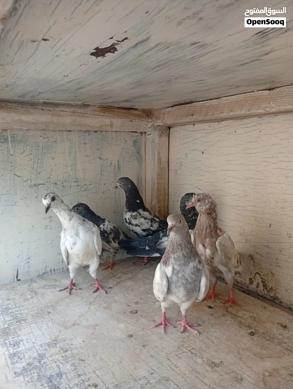 Pigeons for sale grain 1.500