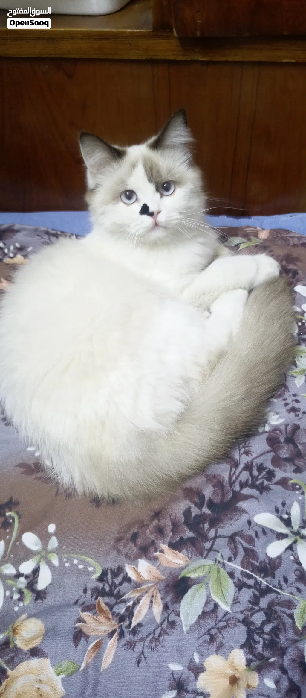 قطط للبيع.