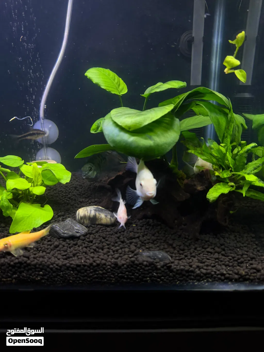 polar parrot, gourami fish