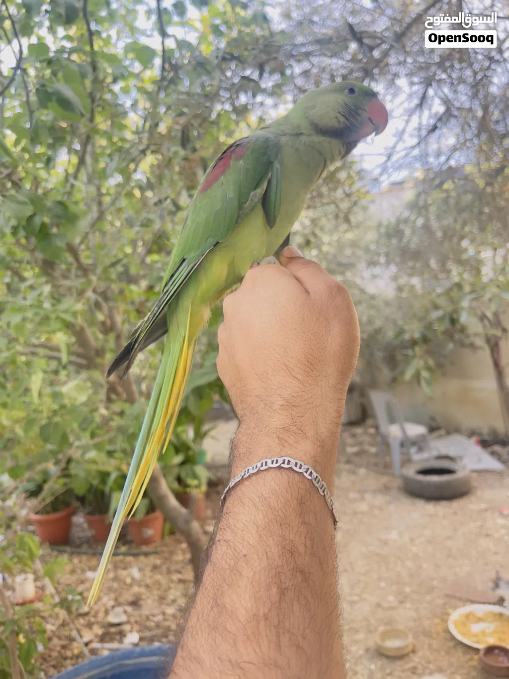 ذكر ببغاء درة نيبالي