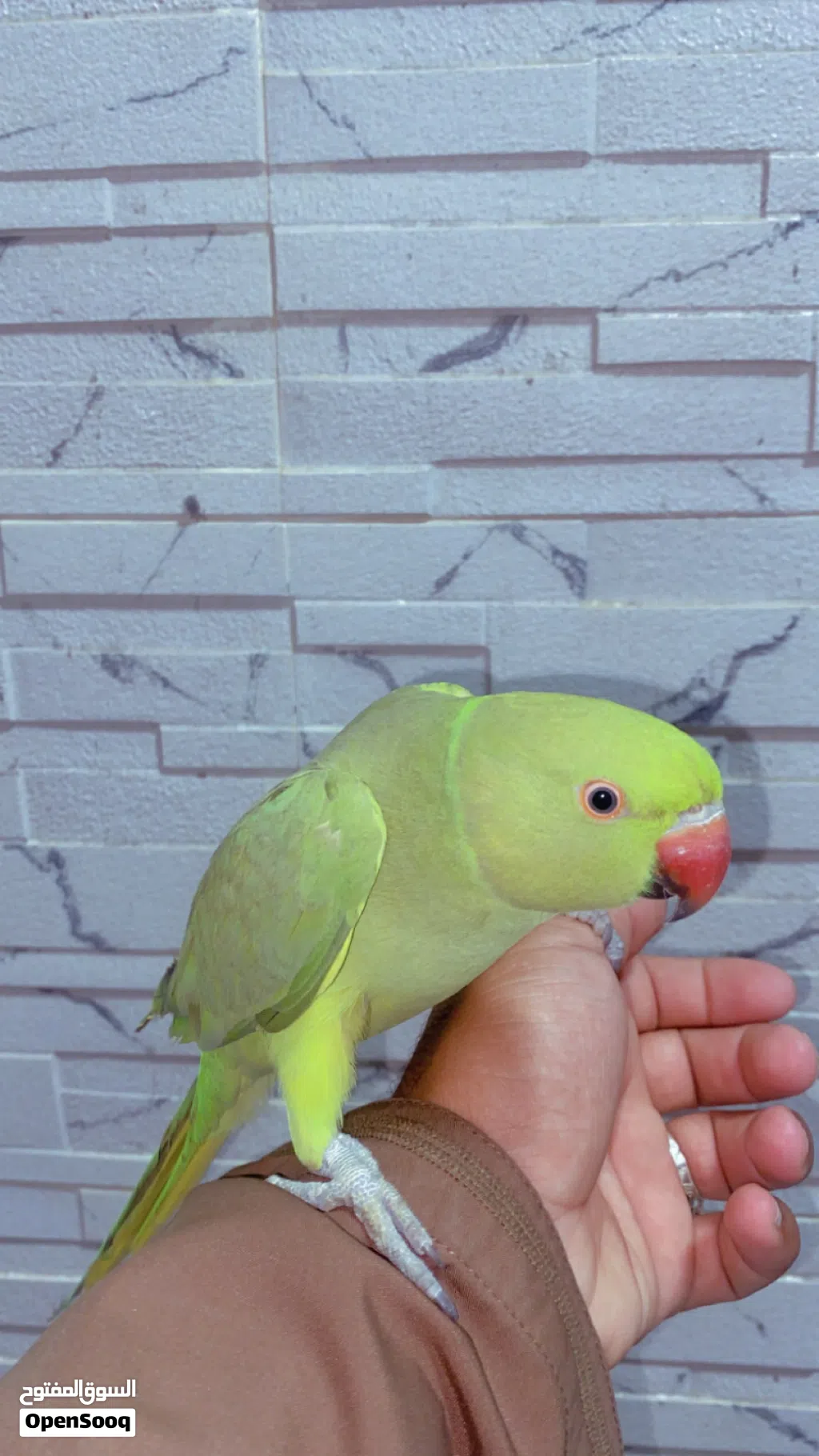 ببغاء اليف