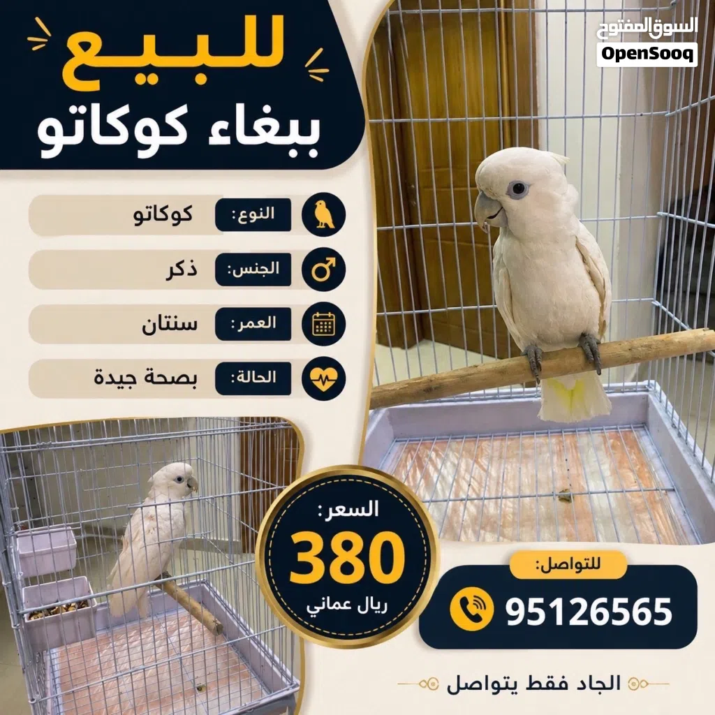ببغاء كوكاتو