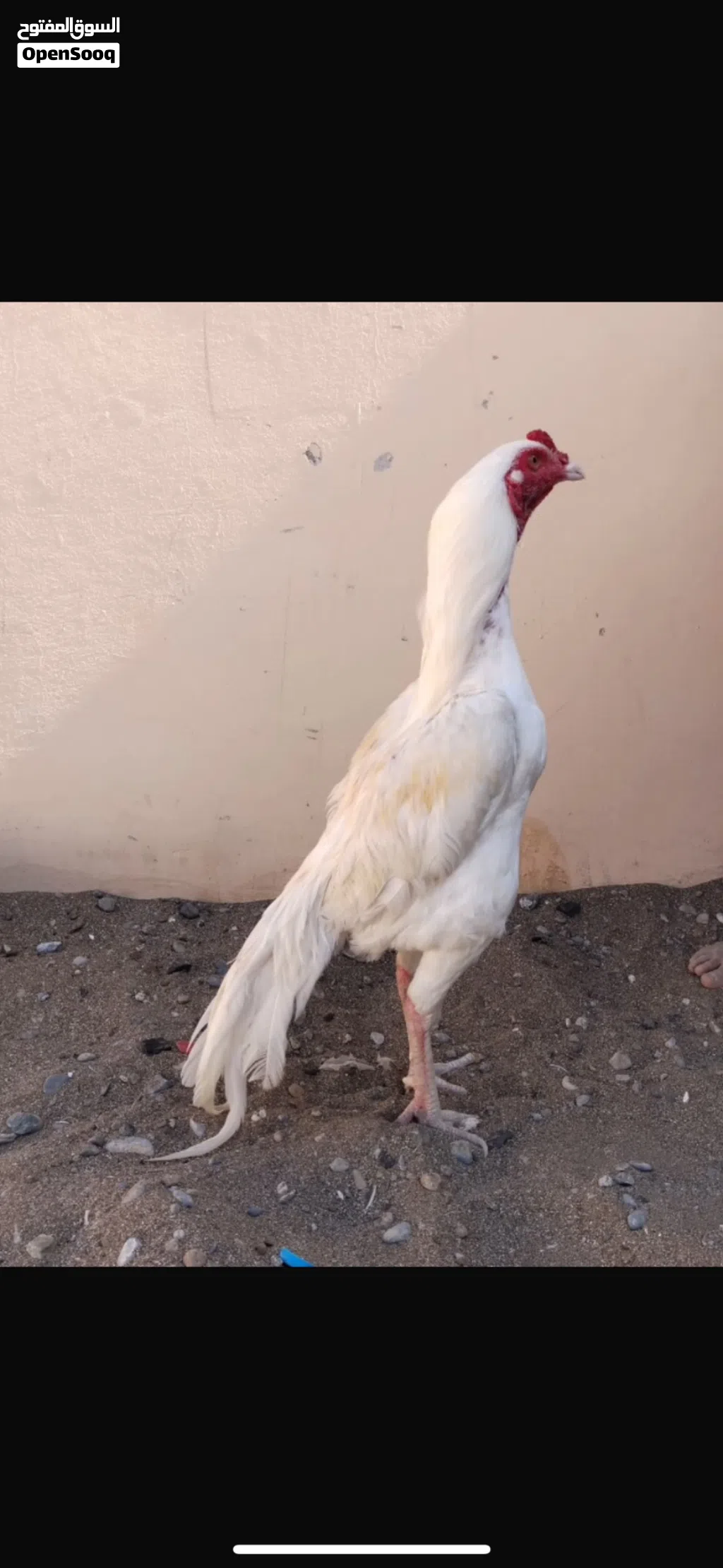 ديك ميوالي (هيرا)