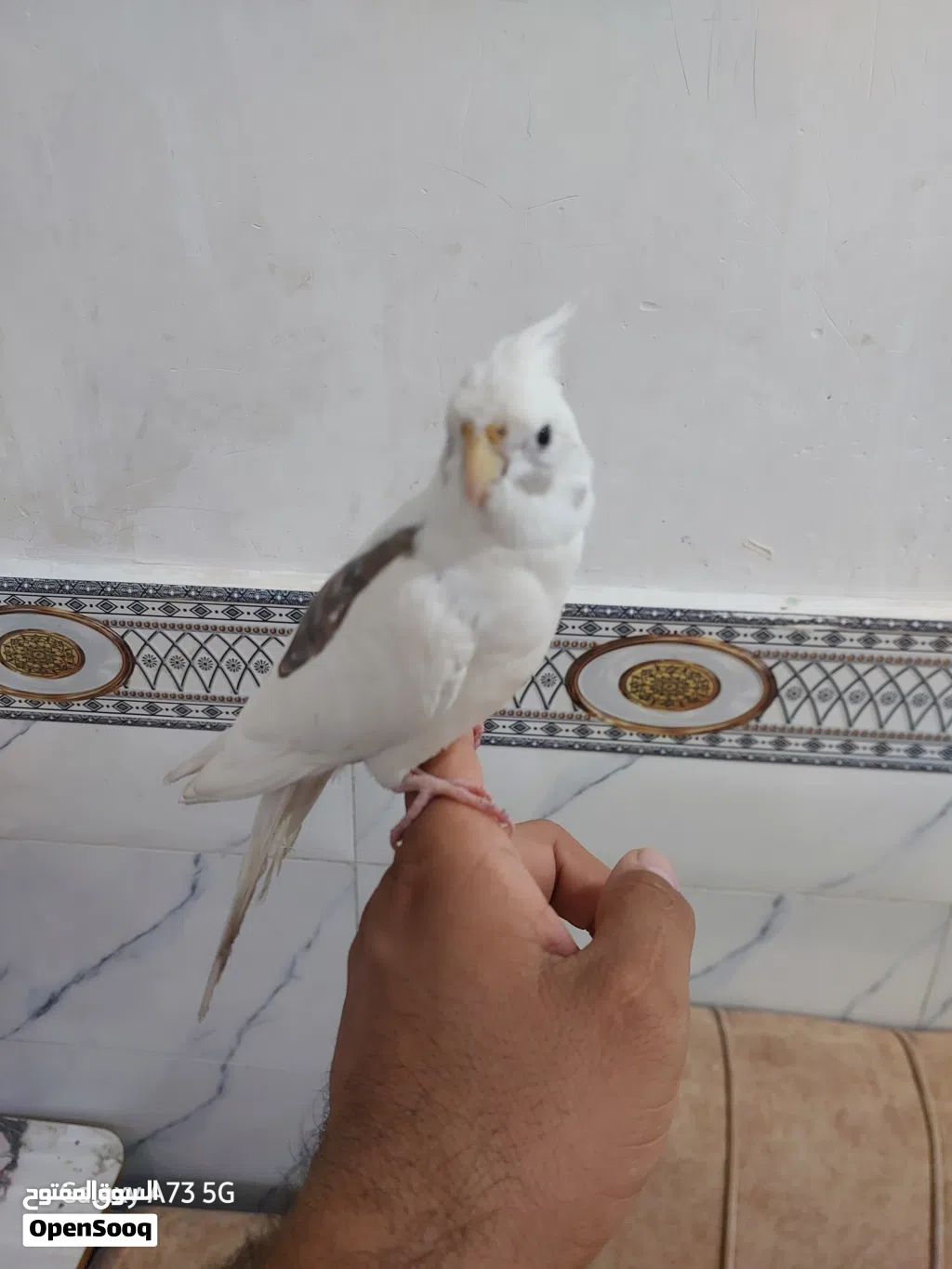 طائر الكوكتيل للبيع