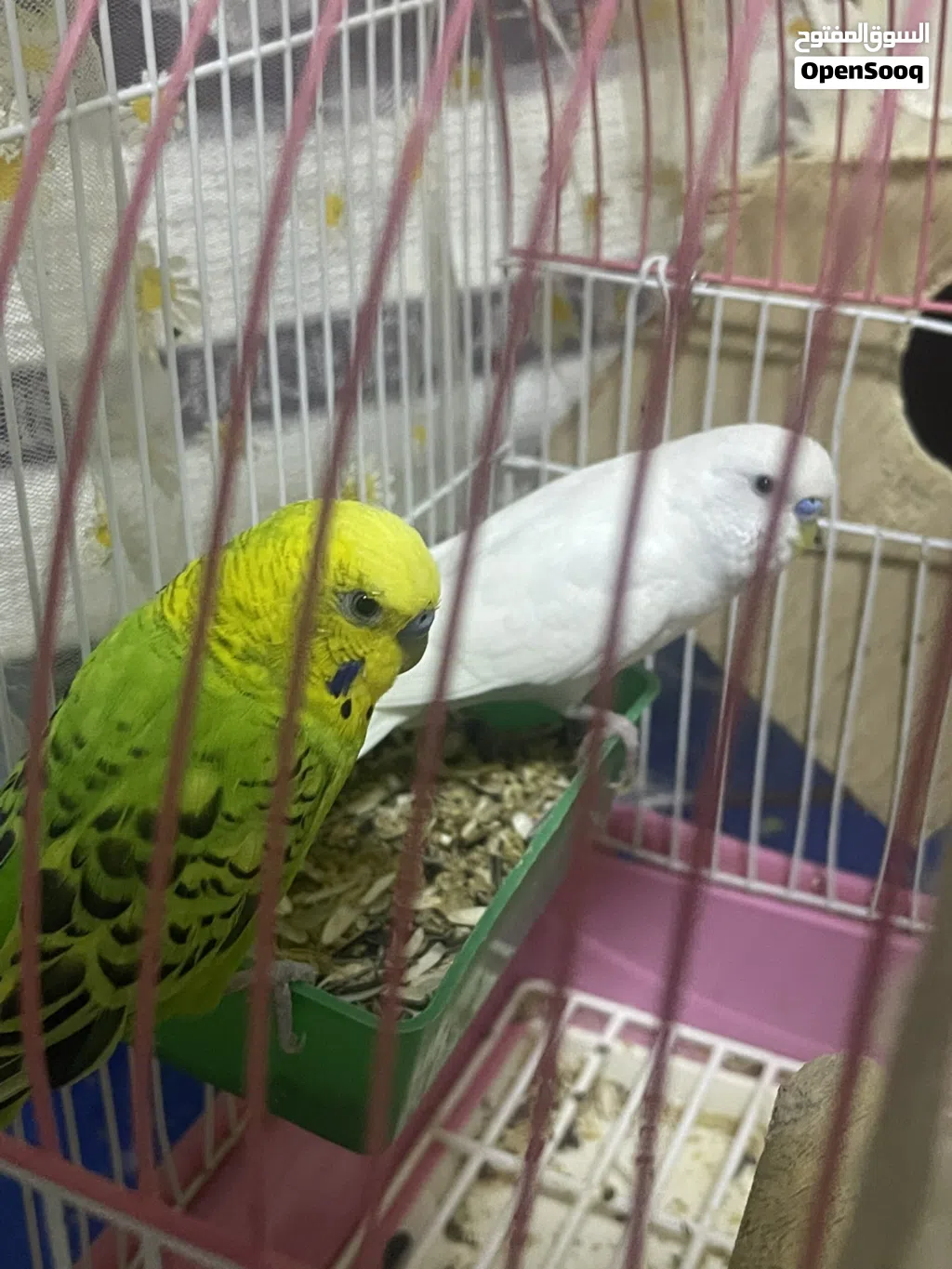 للبيع طيور البادجي ذكور مع قفص