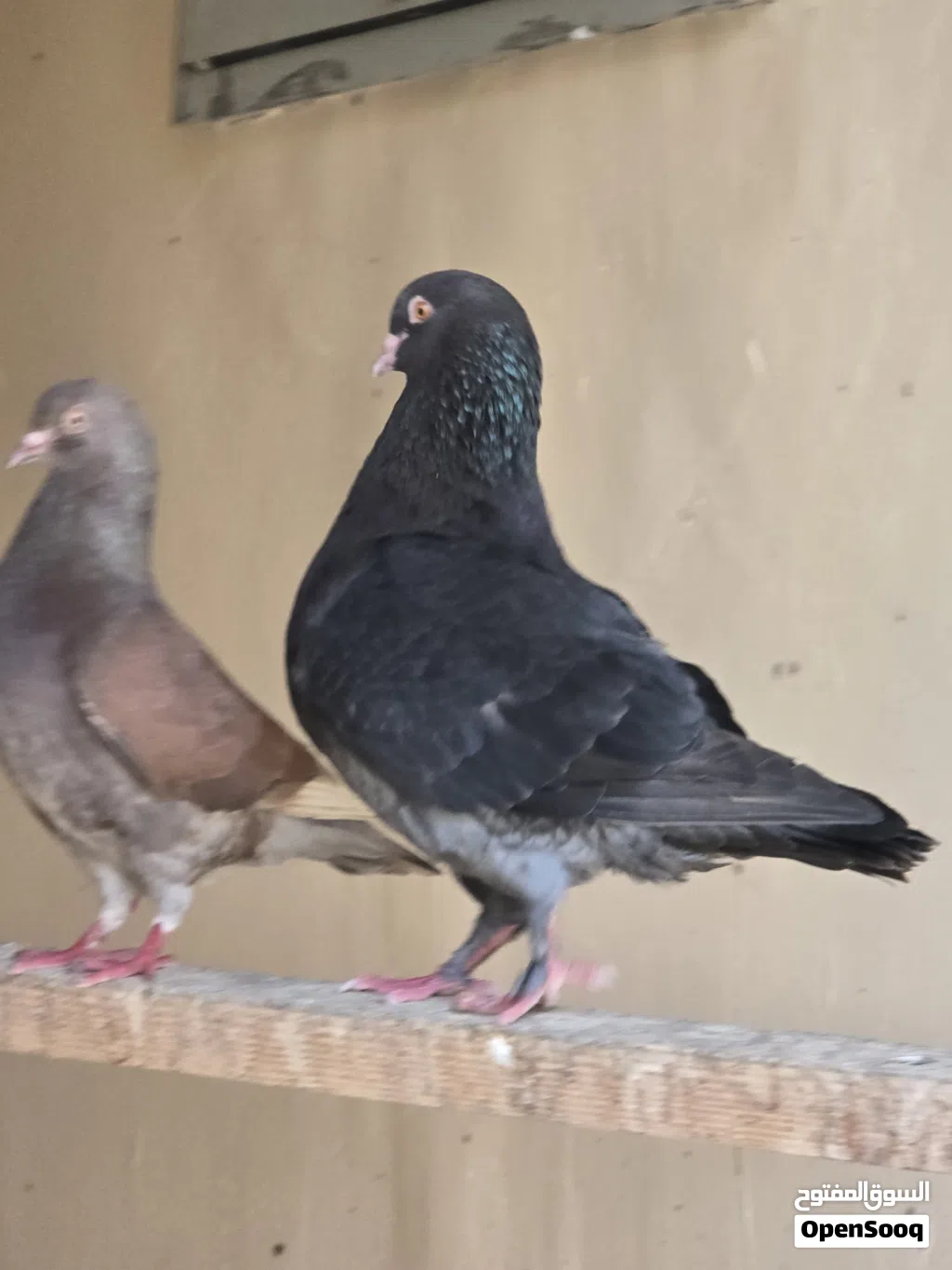 حمام المدينة زوج مع أولادهم