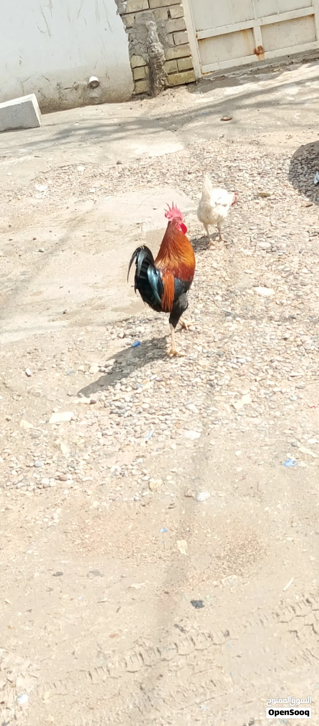 ديك عرب من بغداد ابو دشير