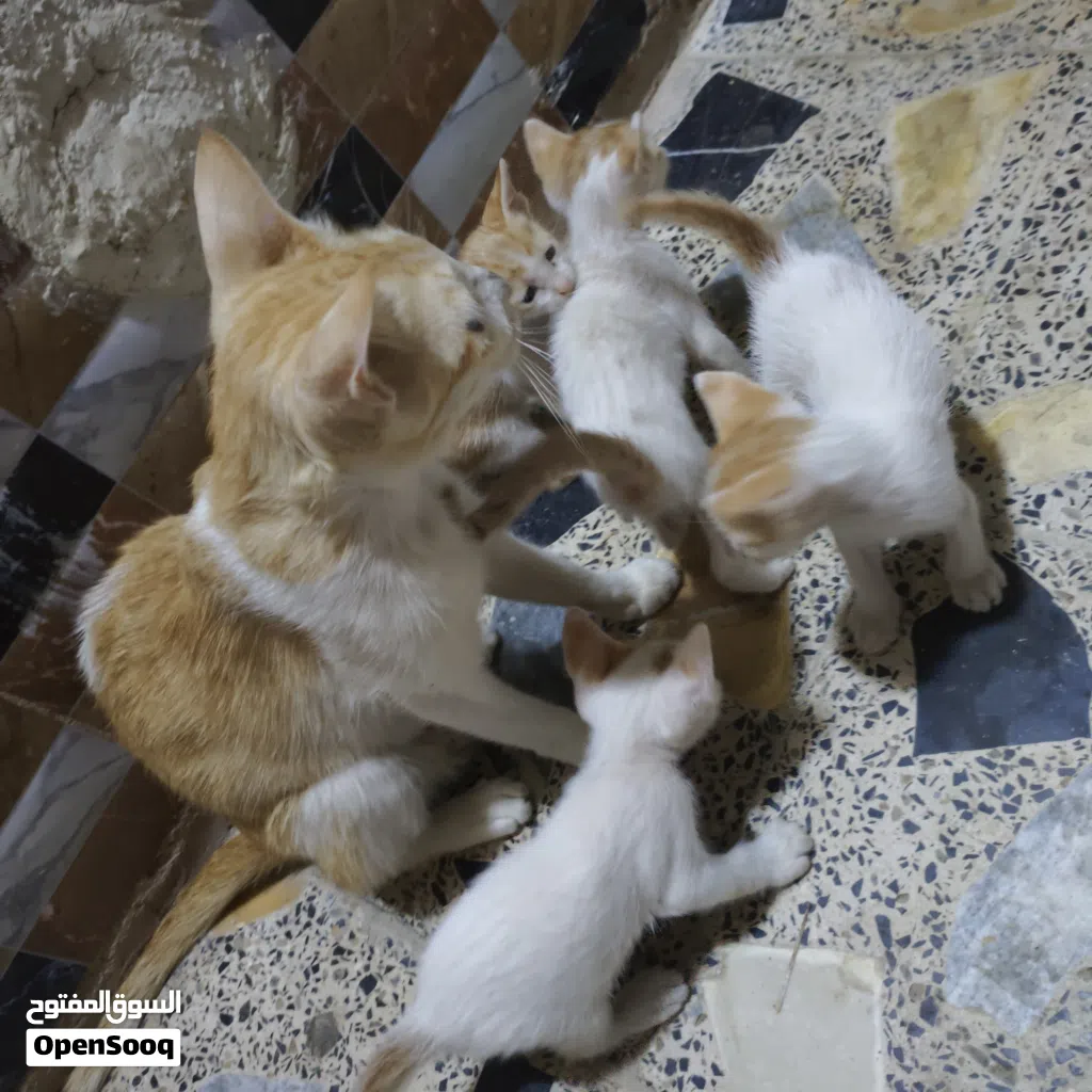 قطط شارع 4 صغار عمرهن 3 اسابيع وي الام للتبني