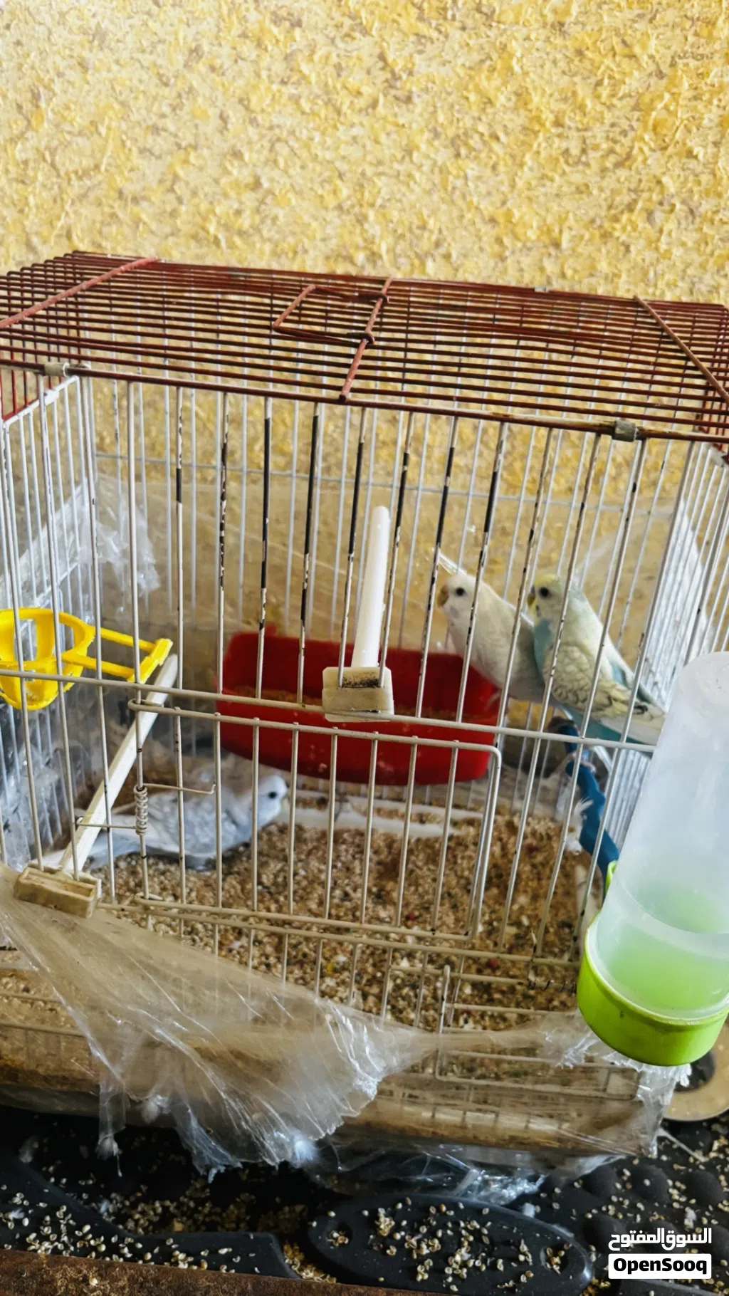 6حبات حب بالصلاة على النبي