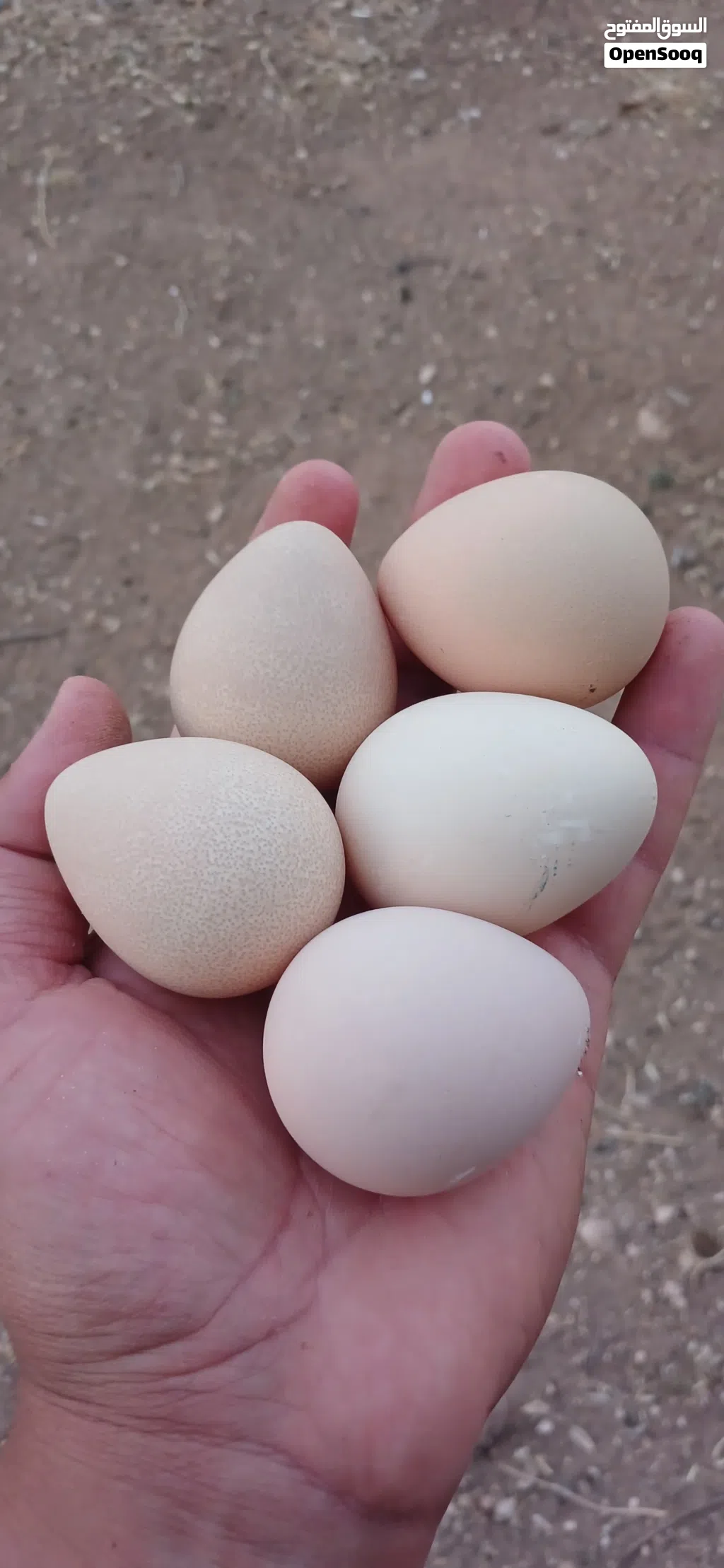 جاج فرعوني للبيع