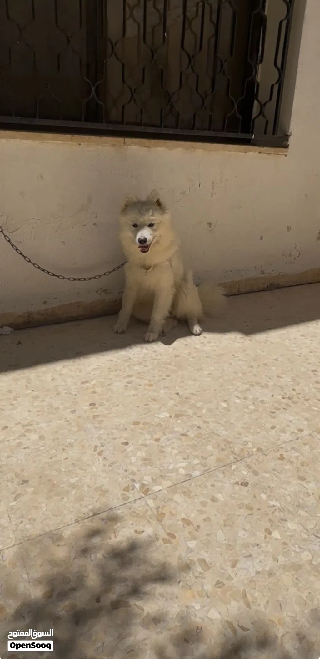 كلبه سامويد للبيع
