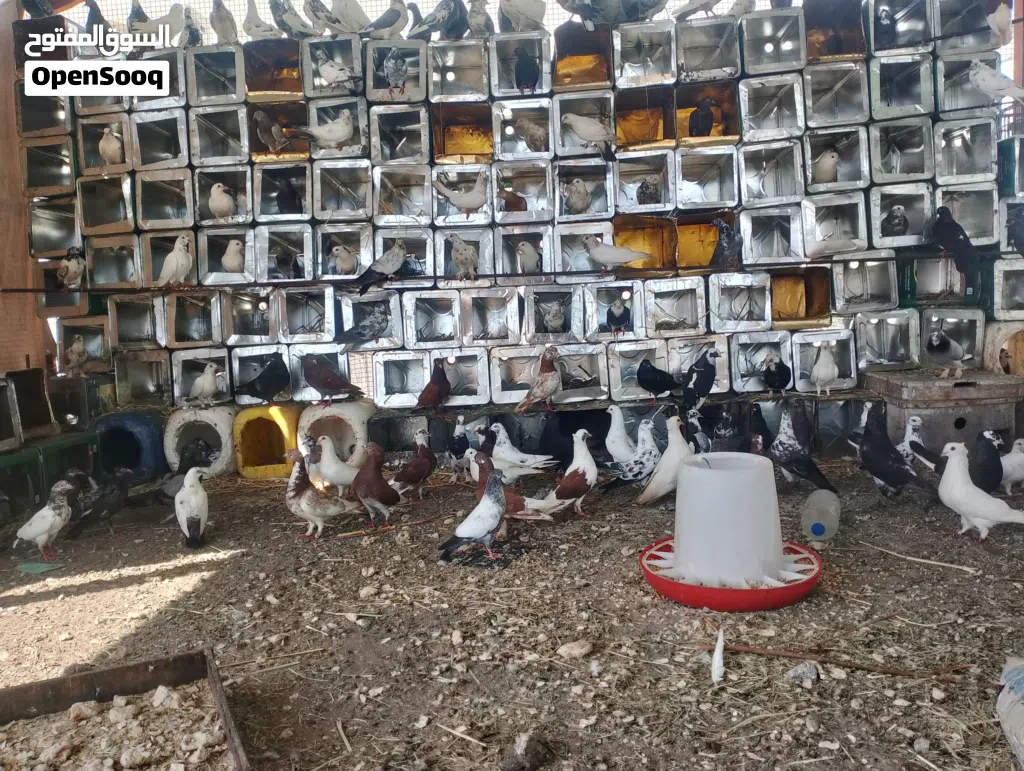 حمام مشكلة البيع جمله